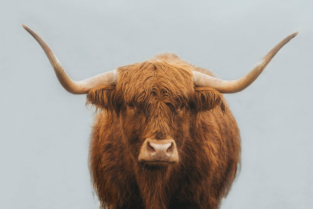 Misty Morning Highlands VI by Adam Mowery | stretched canvas wall art