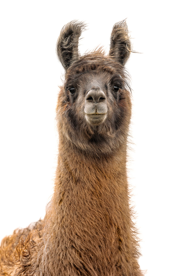 Llama Pack II by Adam Mowery | stretched canvas wall art
