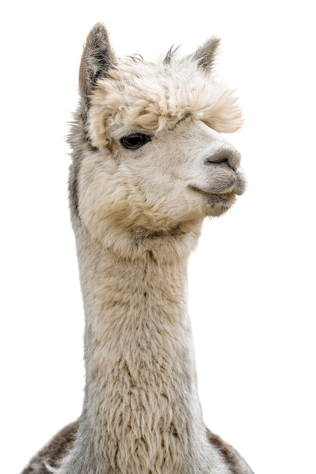 Llama Pack III by Adam Mowery | stretched canvas wall art