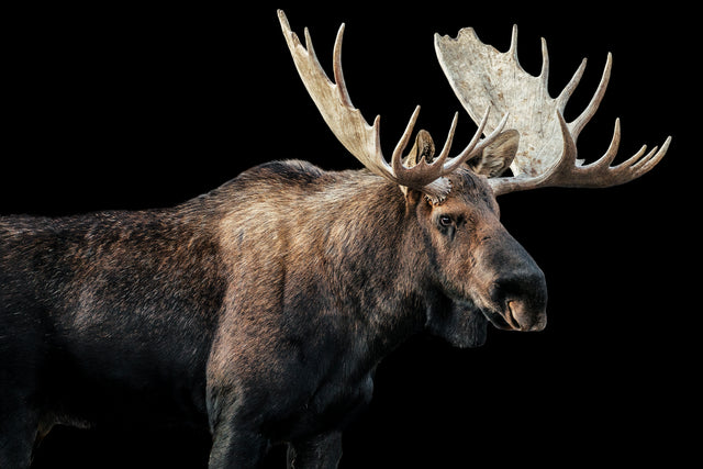 Bull Moose I by Adam Mowery | stretched canvas wall art