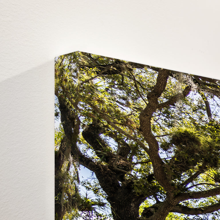 Southern Charm by Adam Mowery | stretched canvas wall art