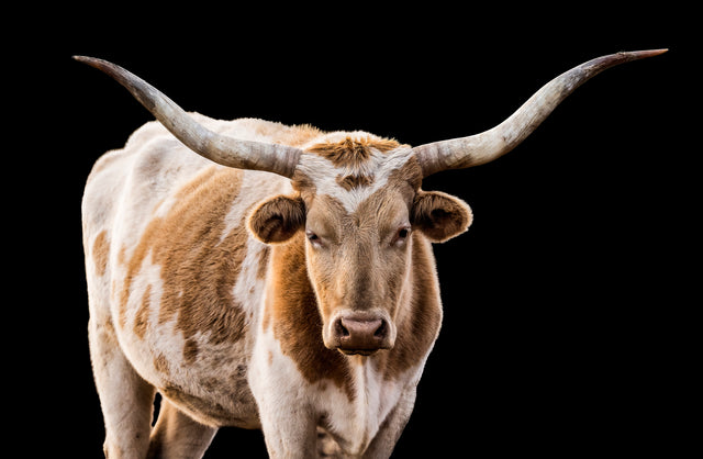 The Texan by Adam Mowery | stretched canvas wall art