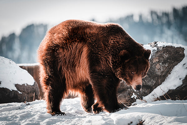 Escape from Hibernation by Adam Mowery | stretched canvas wall art