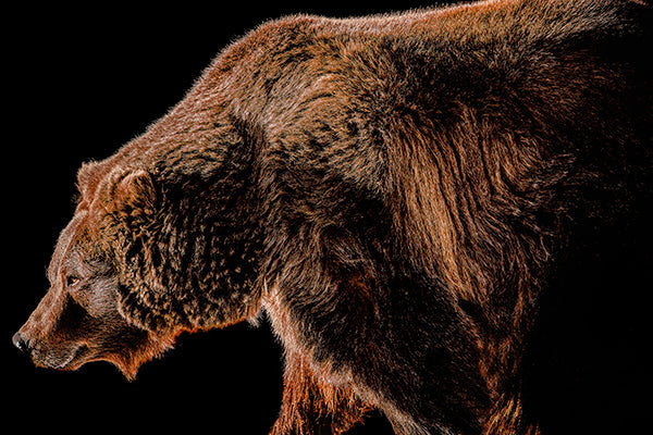 Grizzled 1 by Adam Mowery | stretched canvas wall art