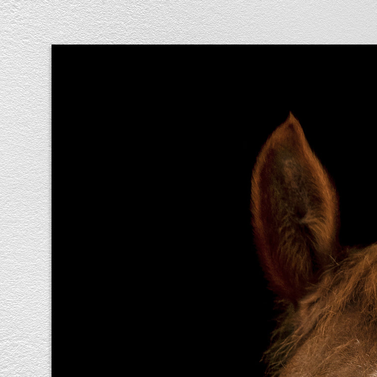 Horse in Town III by Adam Mowery | stretched canvas wall art