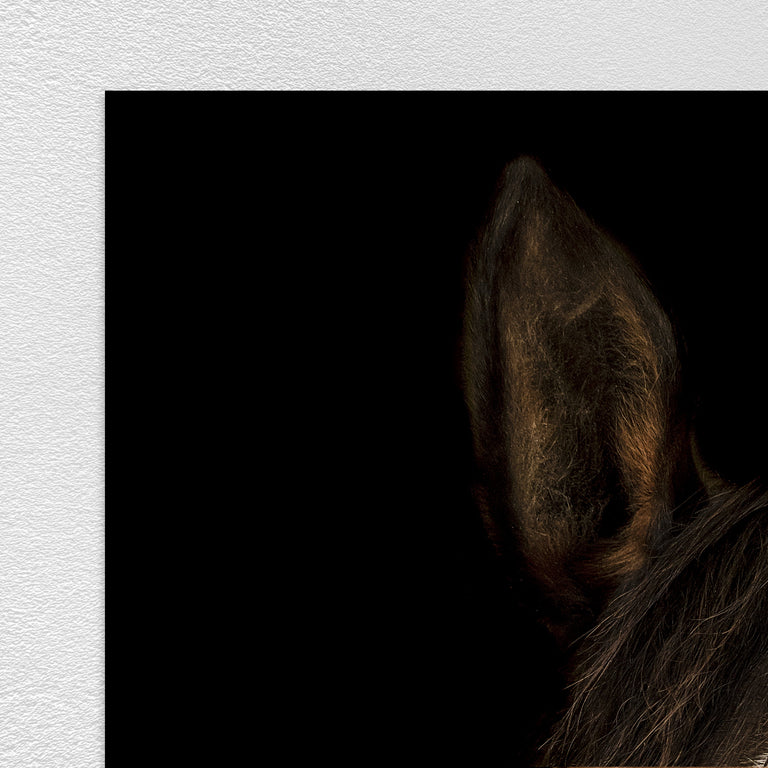 Horse in Town V by Adam Mowery | stretched canvas wall art