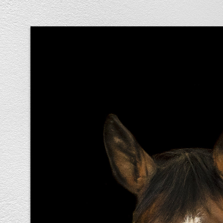 Horse in There II by Adam Mowery | stretched canvas wall art