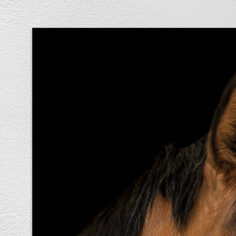 Portrait of Horse II by Adam Mowery | stretched canvas wall art