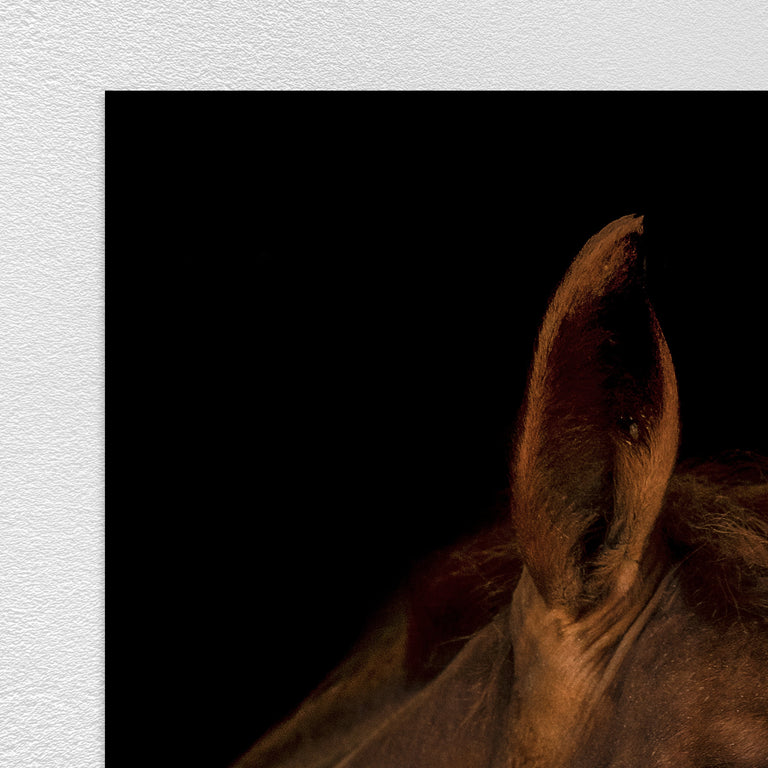 Portrait of Horse III by Adam Mowery | stretched canvas wall art