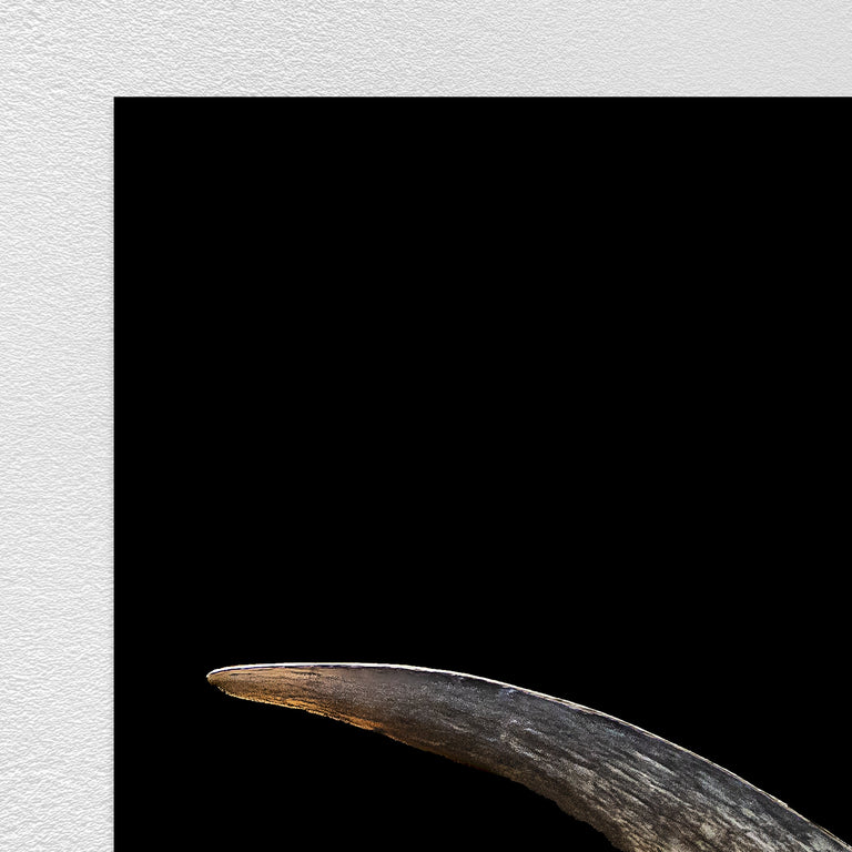 Dottie I by Adam Mowery | stretched canvas wall art