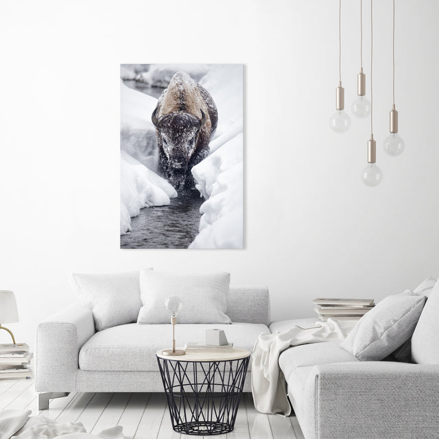 Ice Bison Cometh by Curt & Stacy Howell | stretched canvas wall art