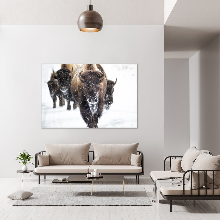 Snow Dust by Curt & Stacy Howell | stretched canvas wall art