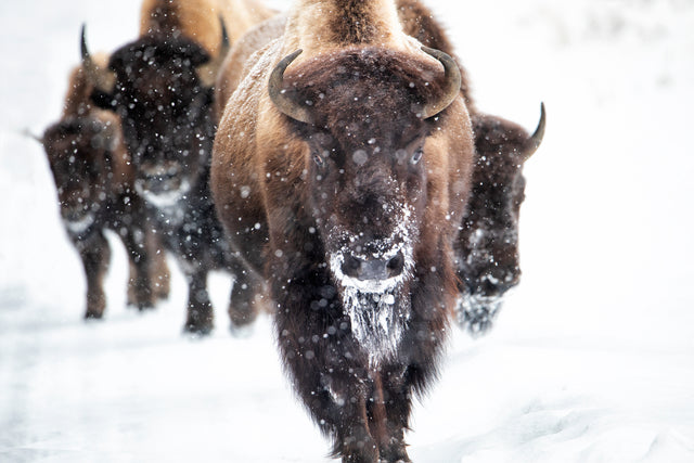 Snow Dust by Curt & Stacy Howell | stretched canvas wall art