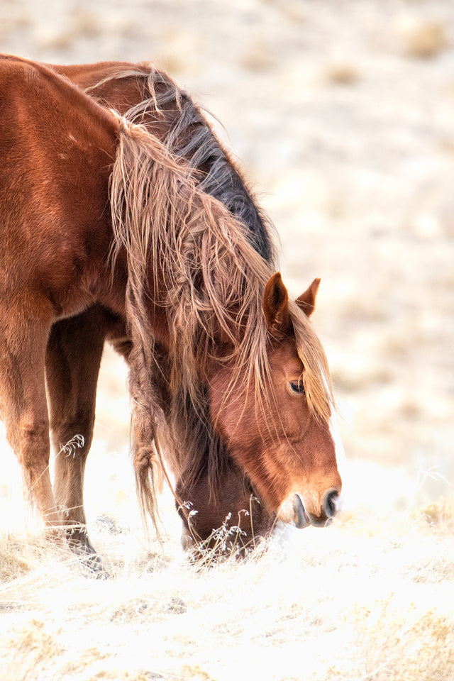 Mane Story by Curt & Stacy Howell | stretched canvas wall art