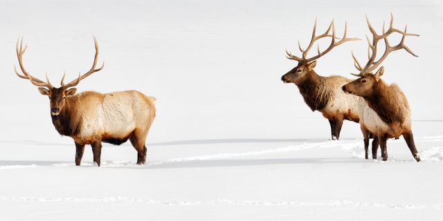 Three Bulls by Curt & Stacy Howell | stretched canvas wall art