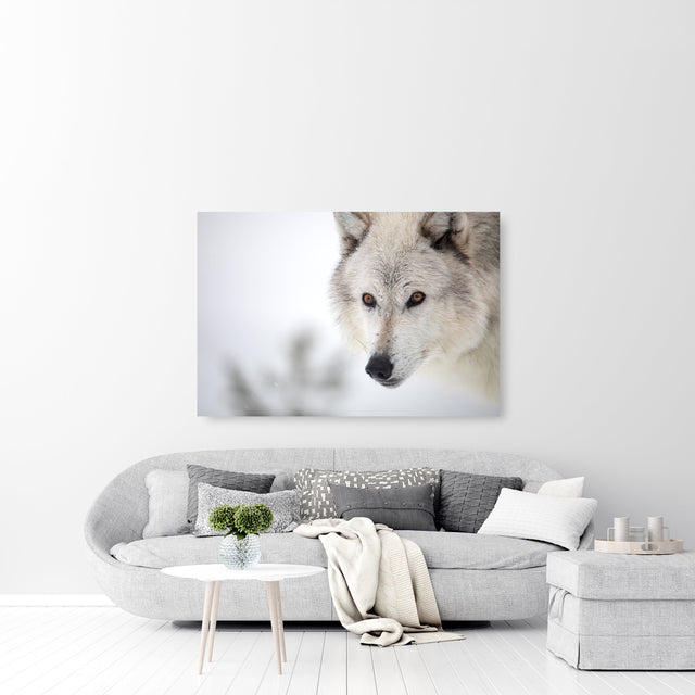 Soul Searcher by Curt & Stacy Howell | stretched canvas wall art