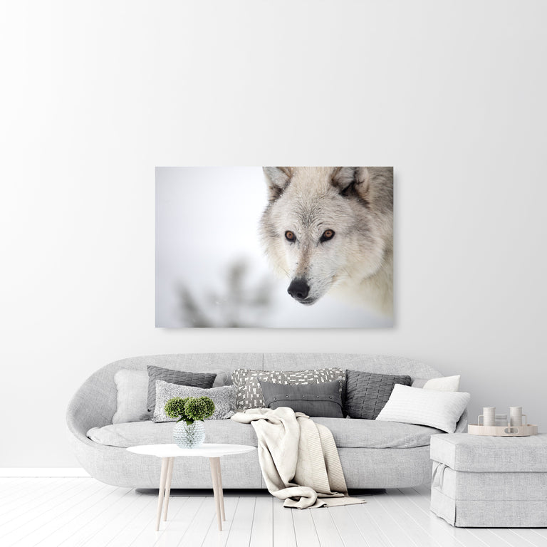 Soul Searcher by Curt & Stacy Howell | stretched canvas wall art