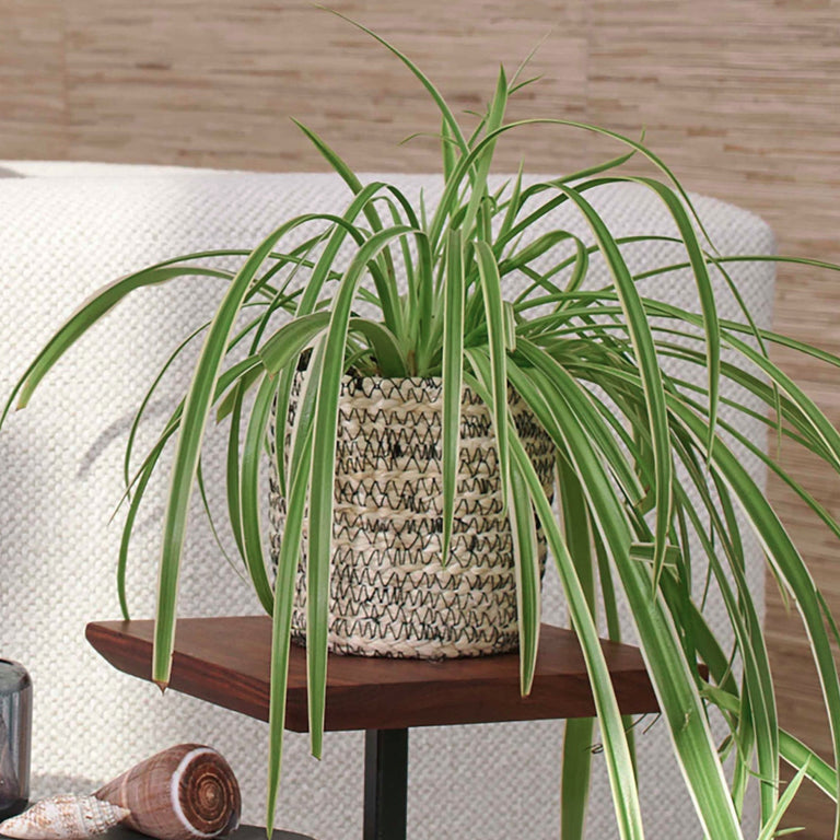 MELIA CACHEPOT (set of 4)