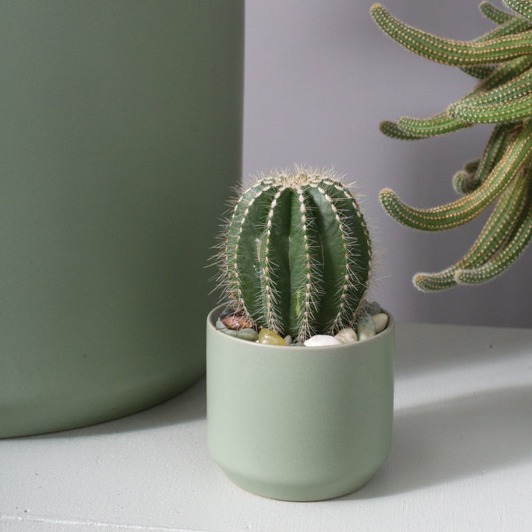 KENDALL SAGE POT | FLORA