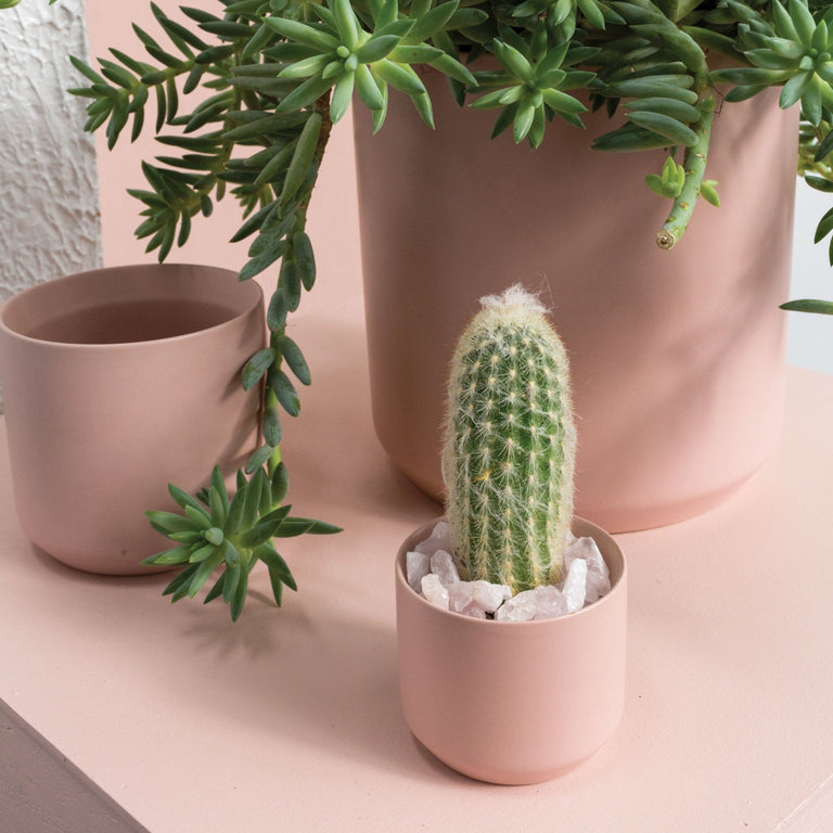 KENDALL BLUSH POT | FLORA