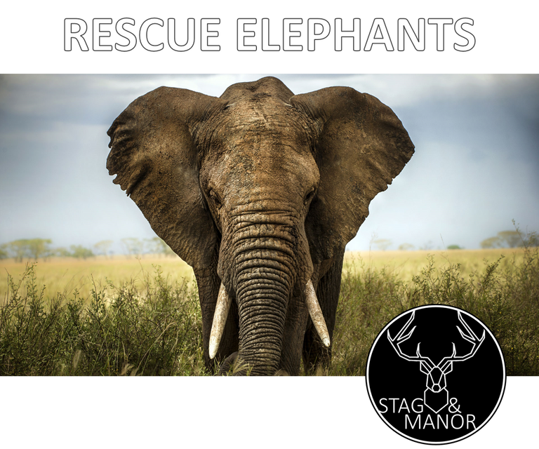 DONATE TO ELEPHANT RESCUES