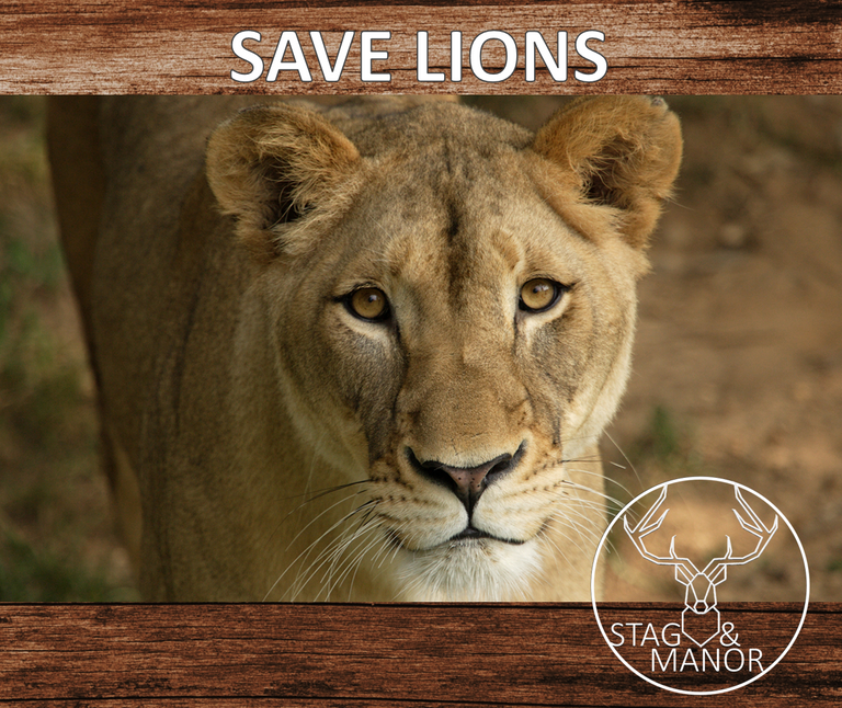 DONATE TO LION RESCUES