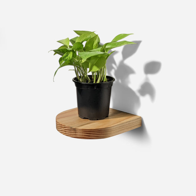 RAINBOW PLANT SHELF | BY FORMR