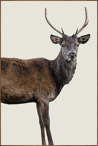 Scotish Red Deer III by Adam Mowery (Canvas Wall Art)