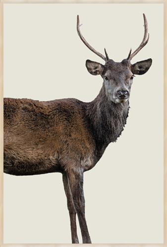 Scotish Red Deer III by Adam Mowery (Canvas Wall Art)