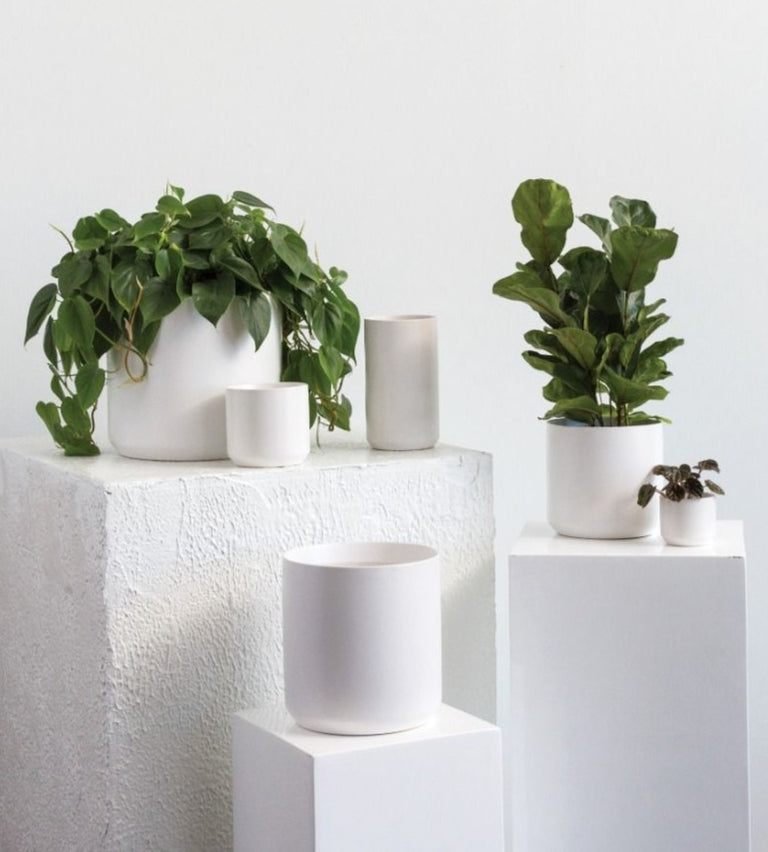 KENDALL WHITE POT | FLORA