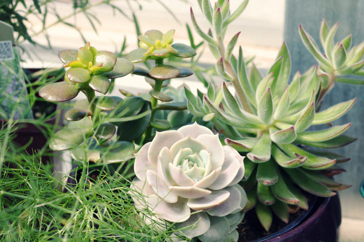 Best Planter Pots for a Succulent Garden