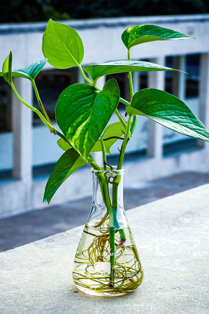 Selecting Healthy Pothos Cuttings for Water Propagation