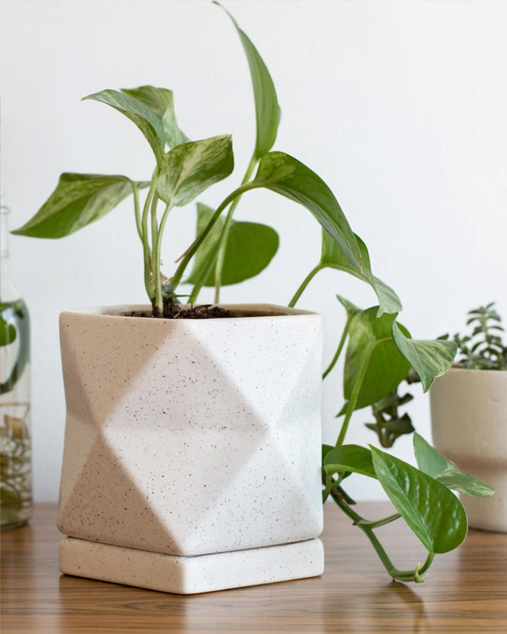 Indoor Planters for Every Sized Plant