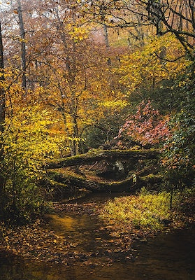 Shine Bright for Me by Adam Mowery