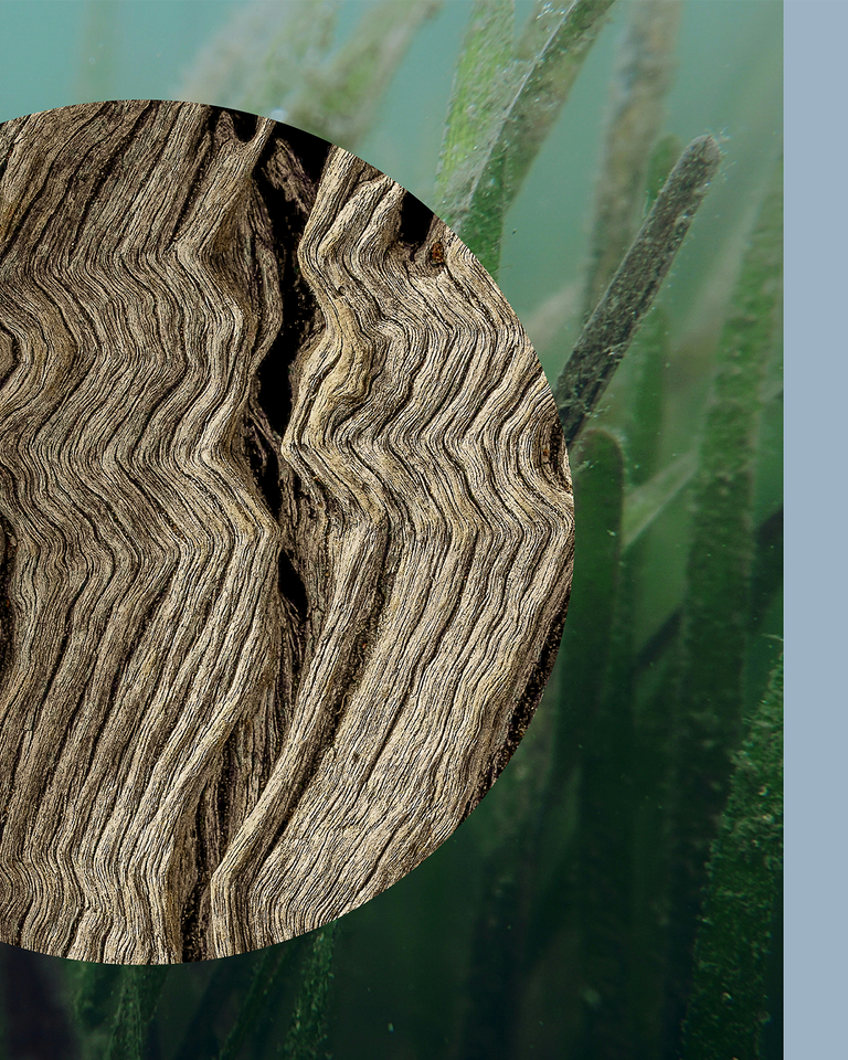 DRIFT — SEAGRASS & SALT WATER