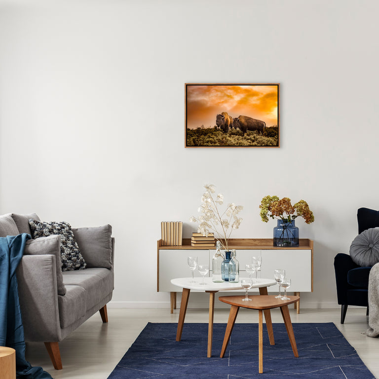 Golden Hour Buffalo by Colorado Born Images by Rebecca Adams | stretched canvas wall art