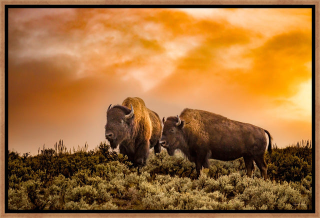 Golden Hour Buffalo by Colorado Born Images by Rebecca Adams | stretched canvas wall art