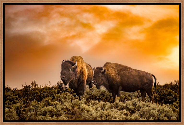 Golden Hour Buffalo by Colorado Born Images by Rebecca Adams | stretched canvas wall art