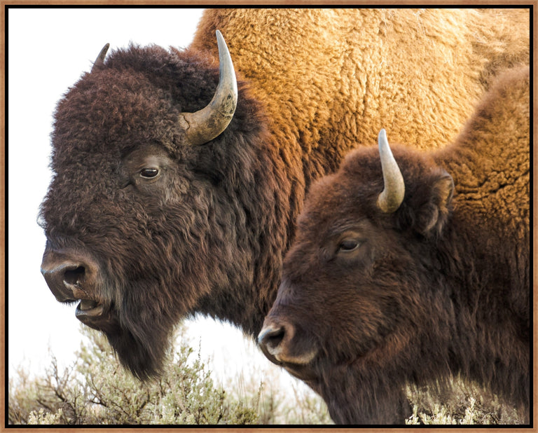 The Bison Pair by Colorado Born Images by Rebecca Adams