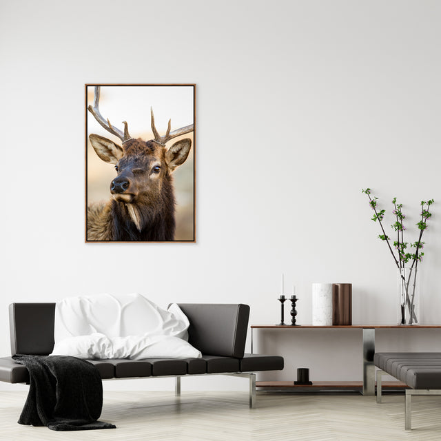 Bull Elk Portrait by Colorado Born Images by Rebecca Adams | stretched canvas wall art