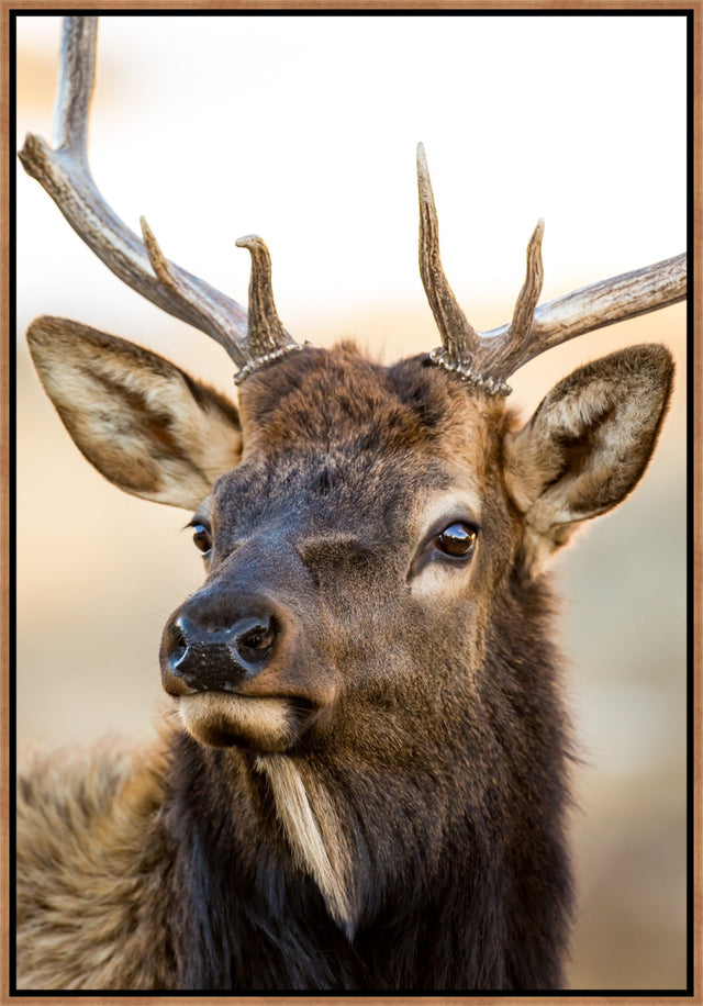 Bull Elk Portrait by Colorado Born Images by Rebecca Adams | stretched canvas wall art