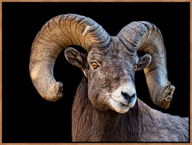 Ram Portrait by Colorado Born Images by Rebecca Adams | stretched canvas wall art