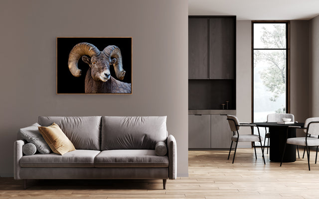 Ram Portrait by Colorado Born Images by Rebecca Adams | stretched canvas wall art