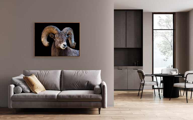 Ram Portrait by Colorado Born Images by Rebecca Adams | stretched canvas wall art