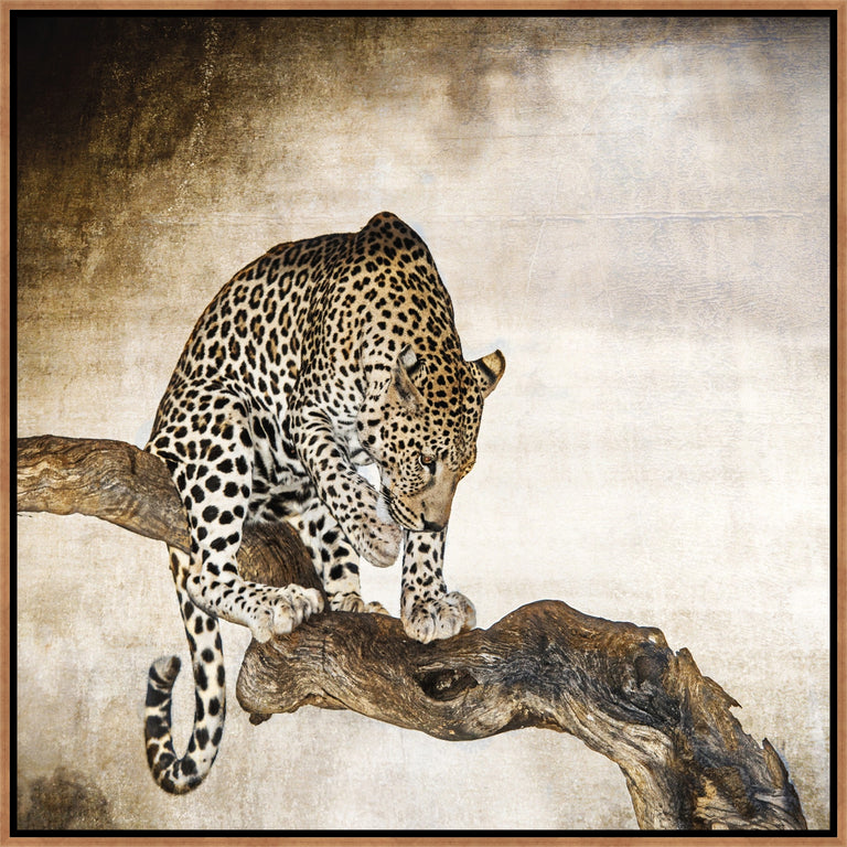 African Leopard by Bobbie Goodrich