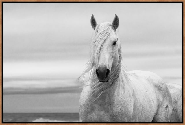 The Noble Horse by Jennifer King and Randy Wilson