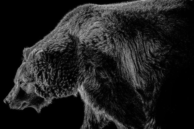 Grizzled 1 B&W by Adam Mowery | stretched canvas wall art
