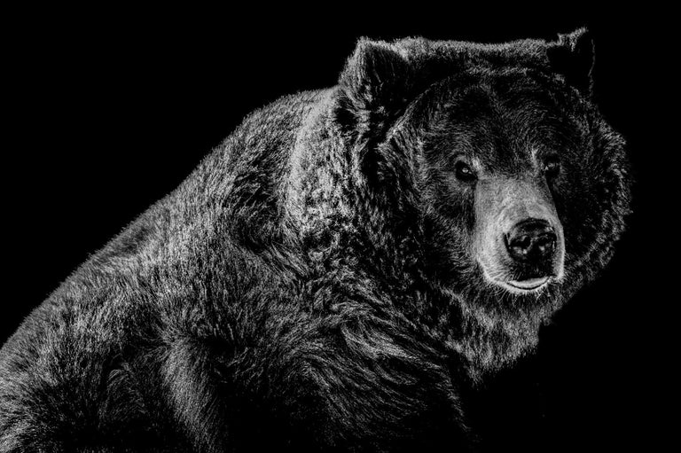 Grizzled 2 B&W by Adam Mowery | stretched canvas wall art