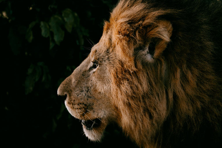 The Lion by Adam Mowery | stretched canvas wall art