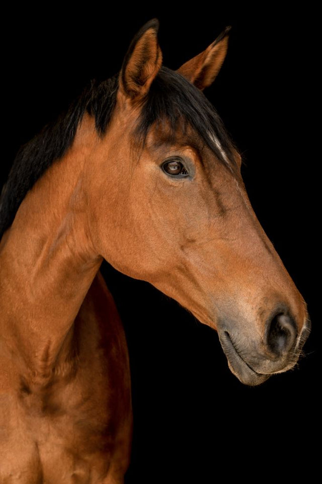 Portrait of Horse II by Adam Mowery | stretched canvas wall art